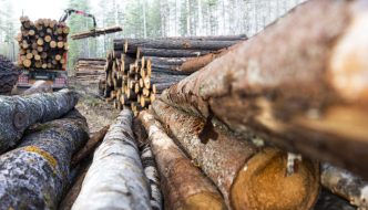 busy logging operation in forest