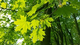 fresh green maple leaves