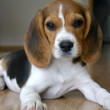 cute dog
