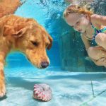 young girl underwater swimming with dog