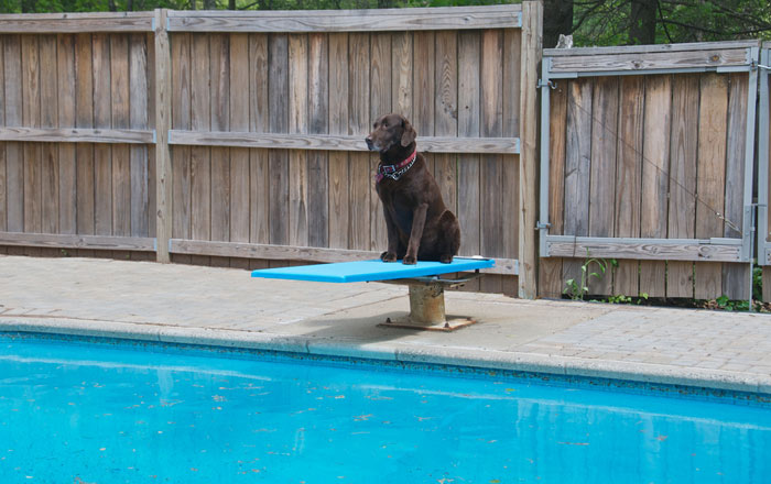 black dog sitting on diving board over pool