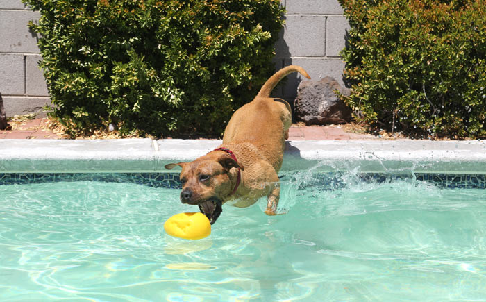 brown dog jumping into swimming pool water to catch his ball