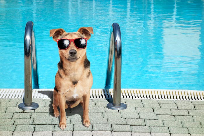 dog wearing sunglasses sitting by pool ladder