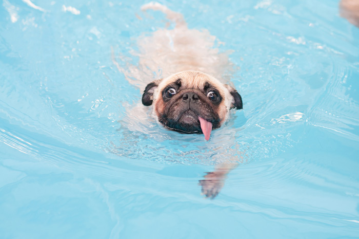 dog with tongue hanging out struggling swimming in pool water