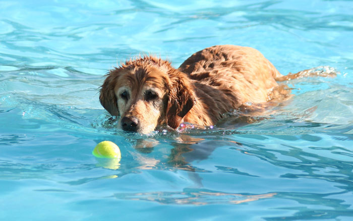 swimming dog with wet brown fur going after tennis ball