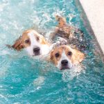 two dogs swimming in pool water