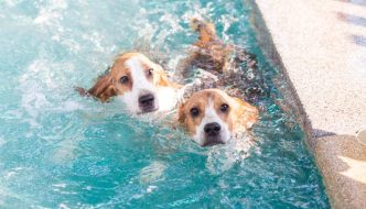 two dogs swimming in pool water