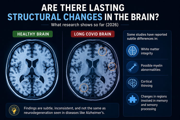 are there lasting structural changes in the brain