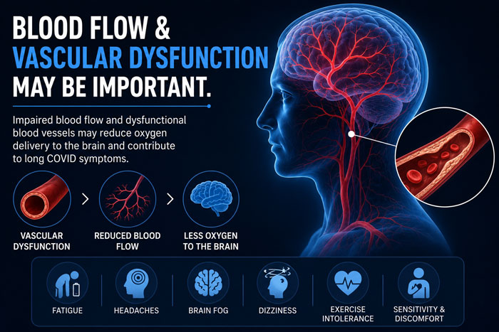 blood flow and vascular dysfunction may be important
